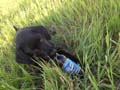 Justice drinking a beer